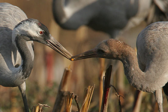 Elternvogel füttert Junges